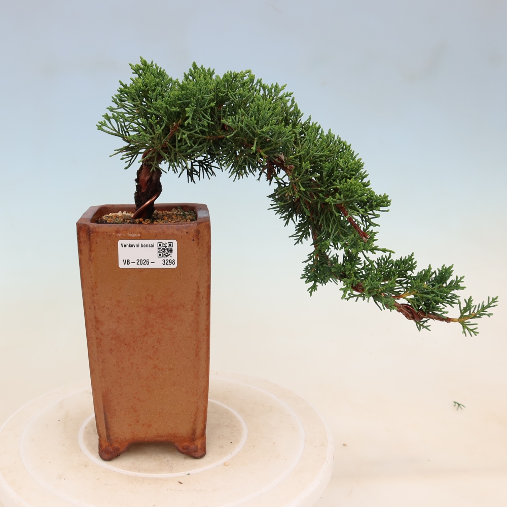 Bonsai voor buiten - Juniperus chinensis Kishu