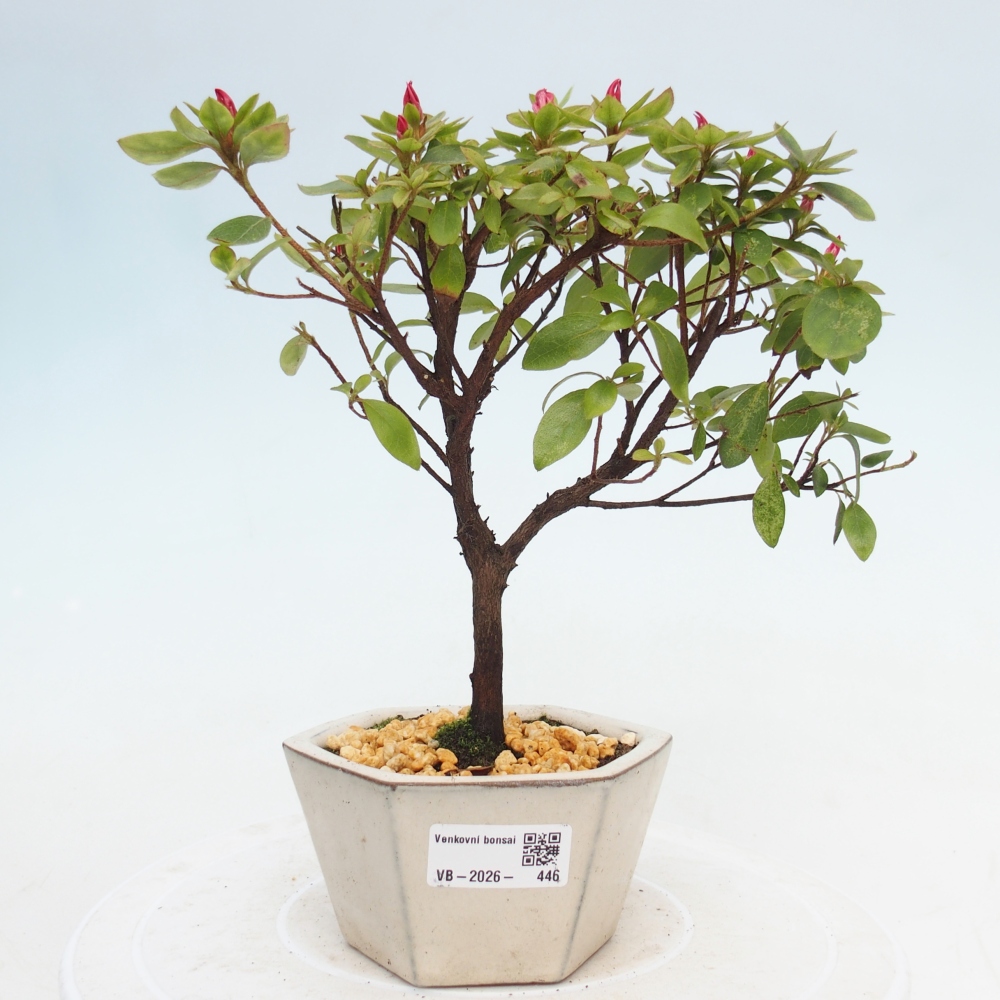 Bonsai voor buiten - Japanse azalea - Azalea sp.