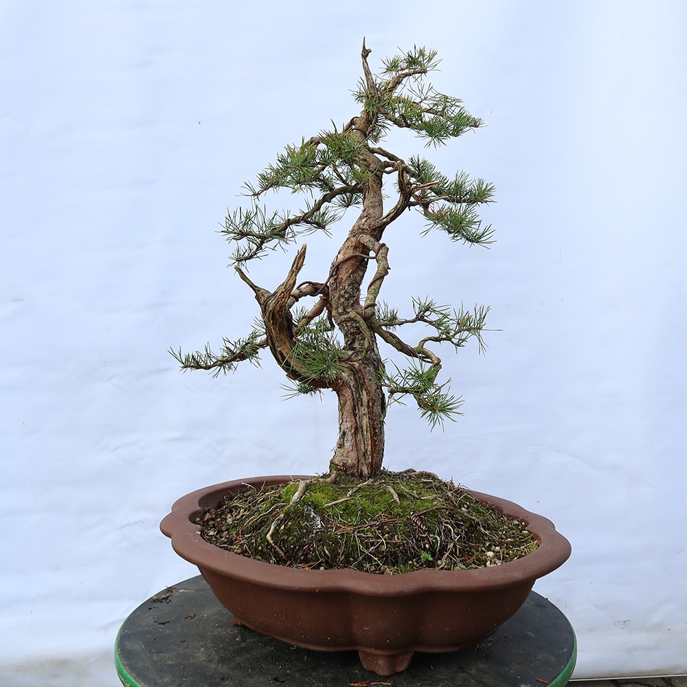 Pinus sylvestris Spanje - grove den
