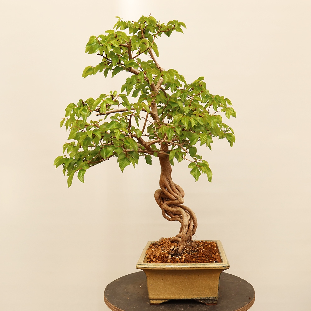 Bonsai voor buiten -Carpinus Coreana - Koreaanse haagbeuk