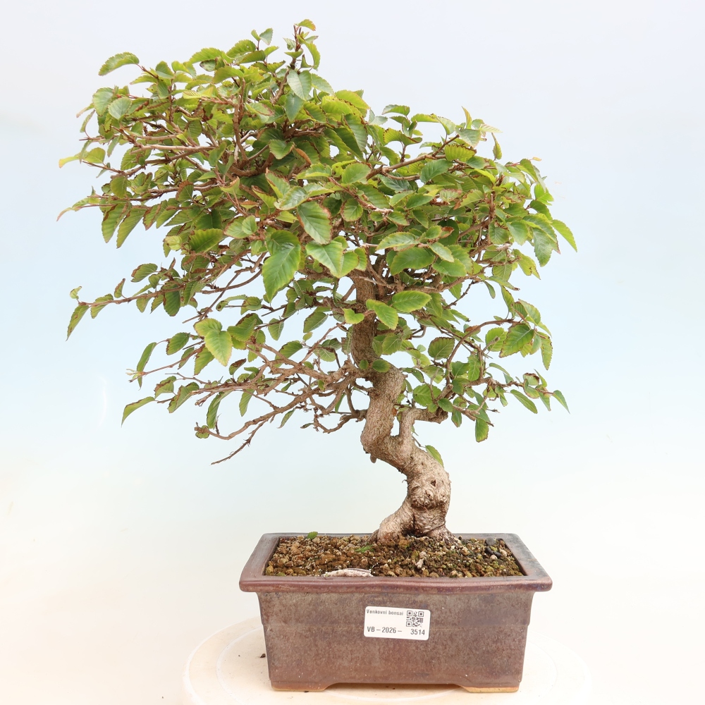 Bonsai voor buiten -Carpinus CARPINOIDES - Koreaanse haagbeuk