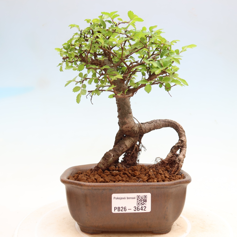 Kamerbonsai - Ulmus parvifolia - Winteriep