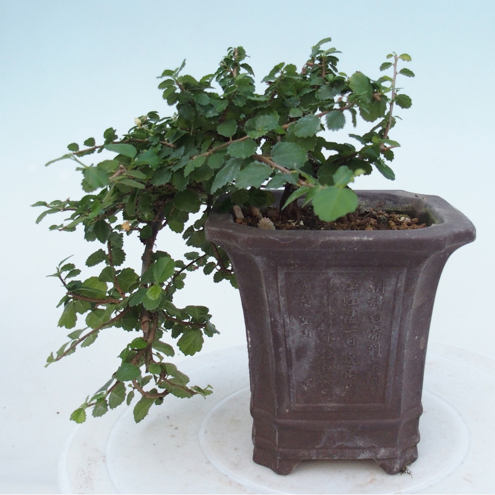 Kamerbonsai - Grewia sp. - Grewia malafolia