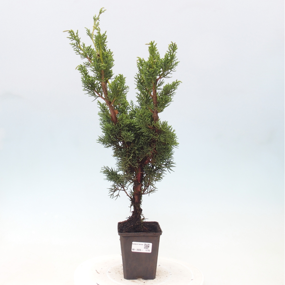 Bonsai voor buiten - Juniperus chinensis Kishu