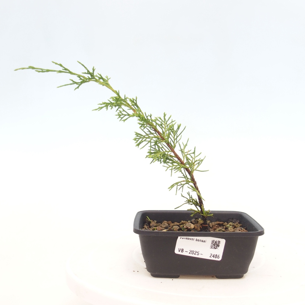Bonsai voor buiten - Juniperus chinensis Itoigawa
