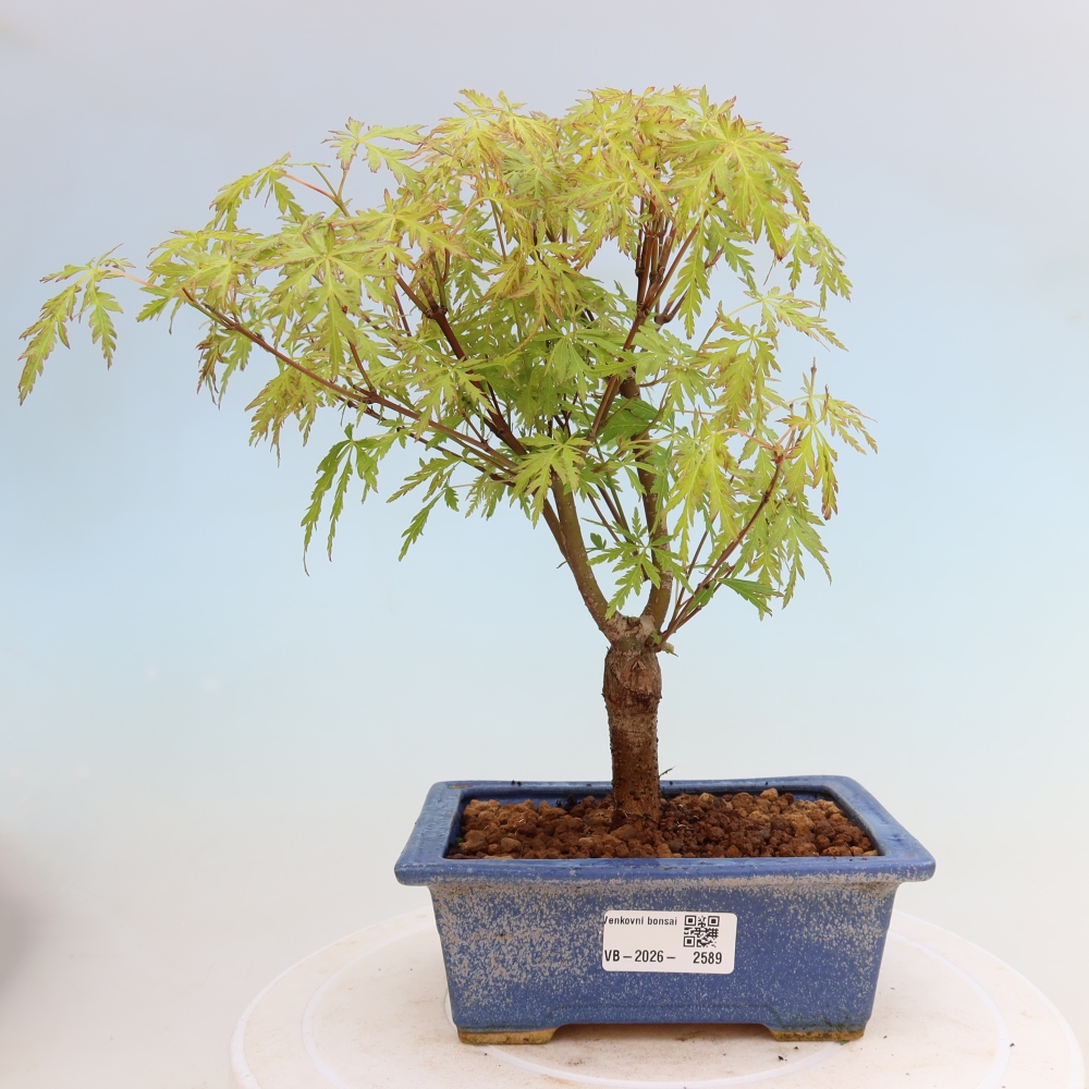 Bonsai voor buiten - Acer palmatum Dissectum