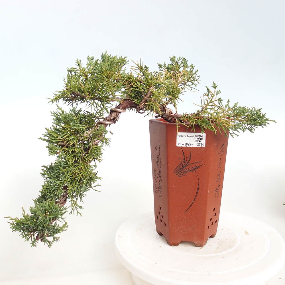 Bonsai voor buiten - Juniperus chinensis Kishu