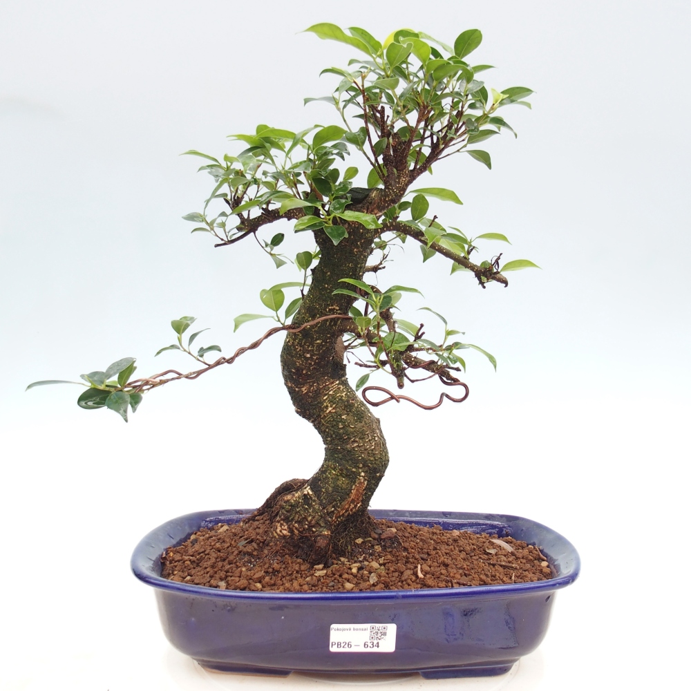 Kamerbonsai - Ficus kimmen - kleinbladige ficus