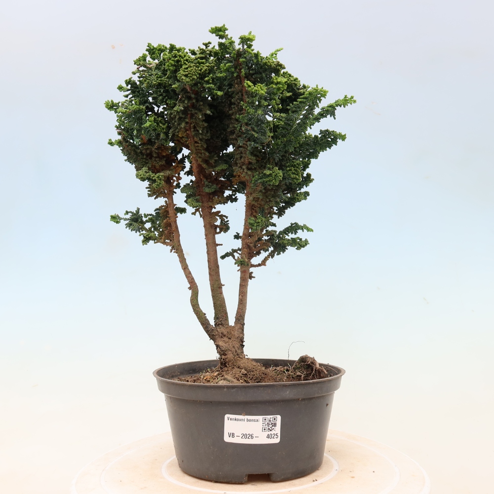 Bonsai voor buiten - Cham. obtusa SEKKA HINOKI - Cipres