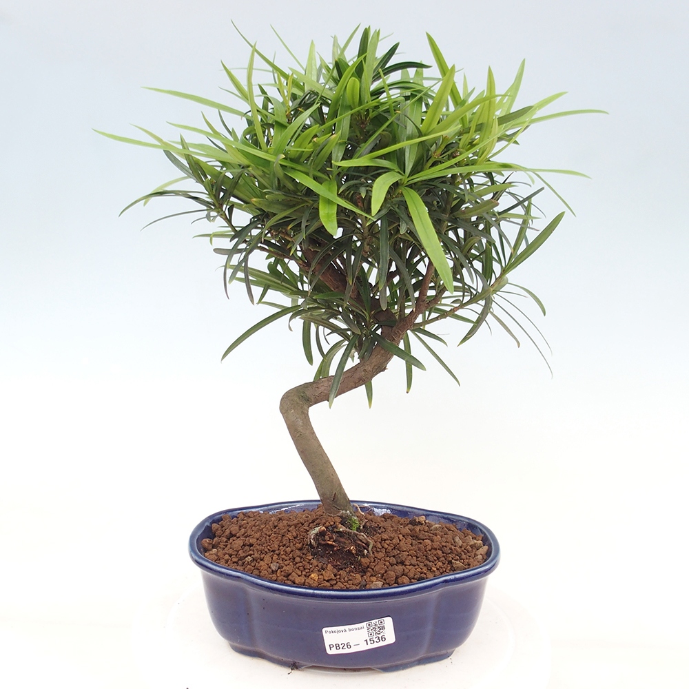 Kamerbonsai - Podocarpus - Taxus