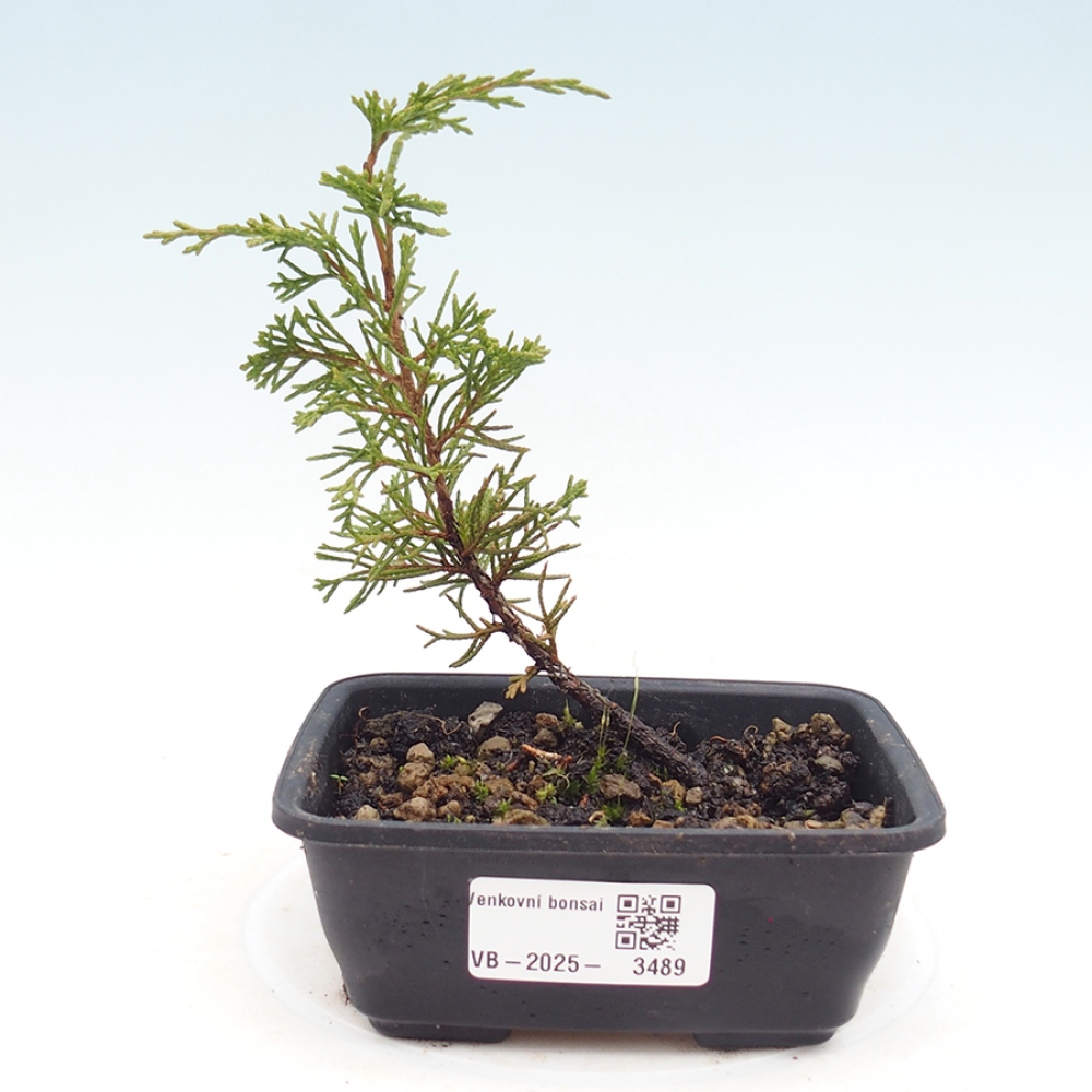 Bonsai voor buiten - Juniperus chinensis Itoigawa