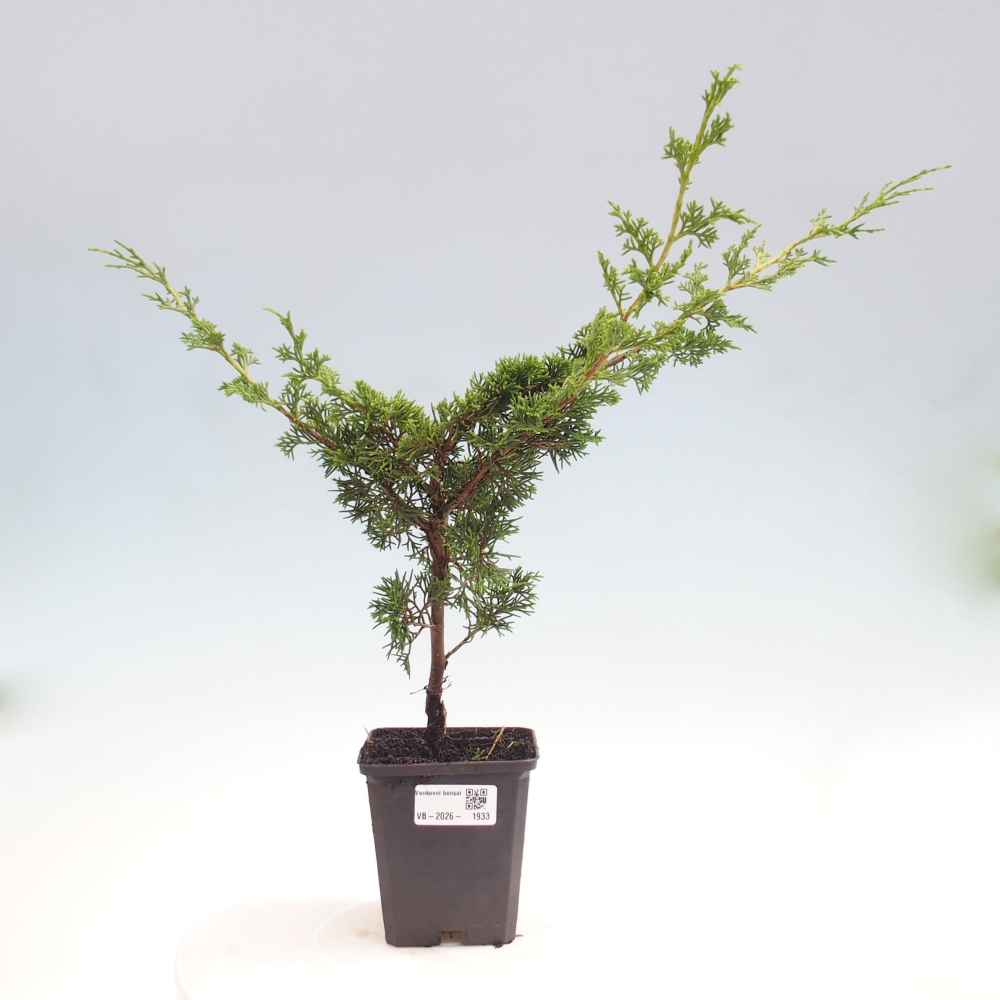 Bonsai voor buiten - Juniperus chinensis Itoigawa