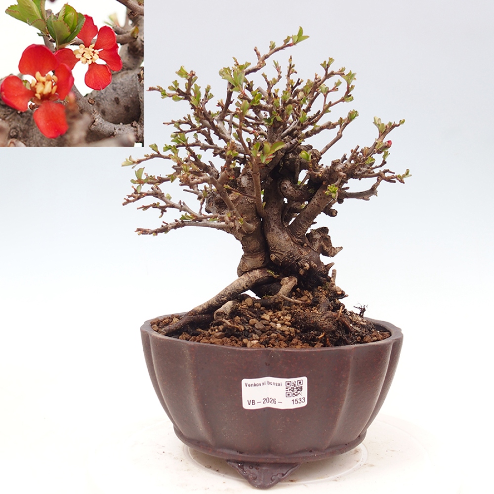 Bonsai voor buiten - Chaneomeles speciosa - Kweepeer