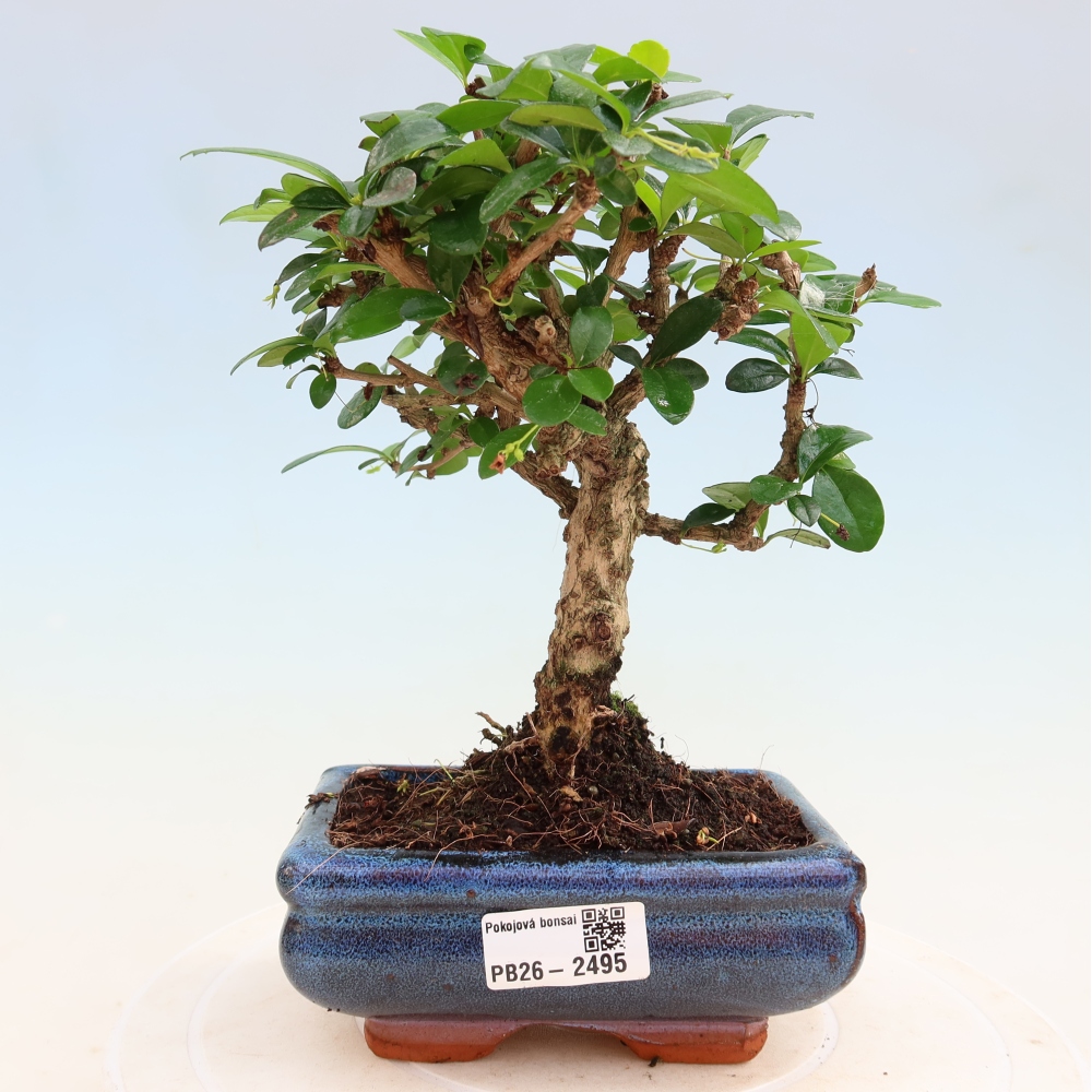 Kamerbonsai - Carmona macrophylla - Thee fuki