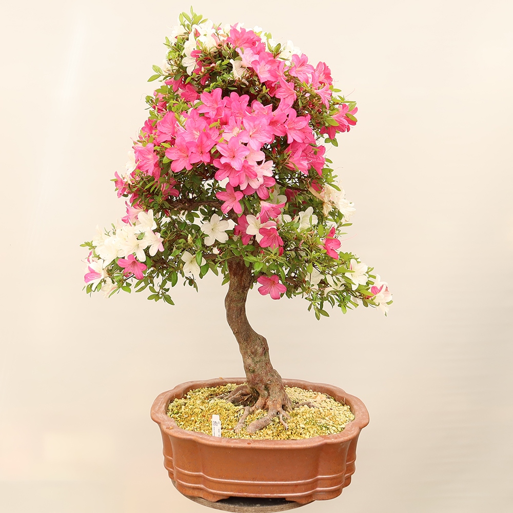 Bonsai voor buiten - Japanse Azalea - Azalea Sayaka