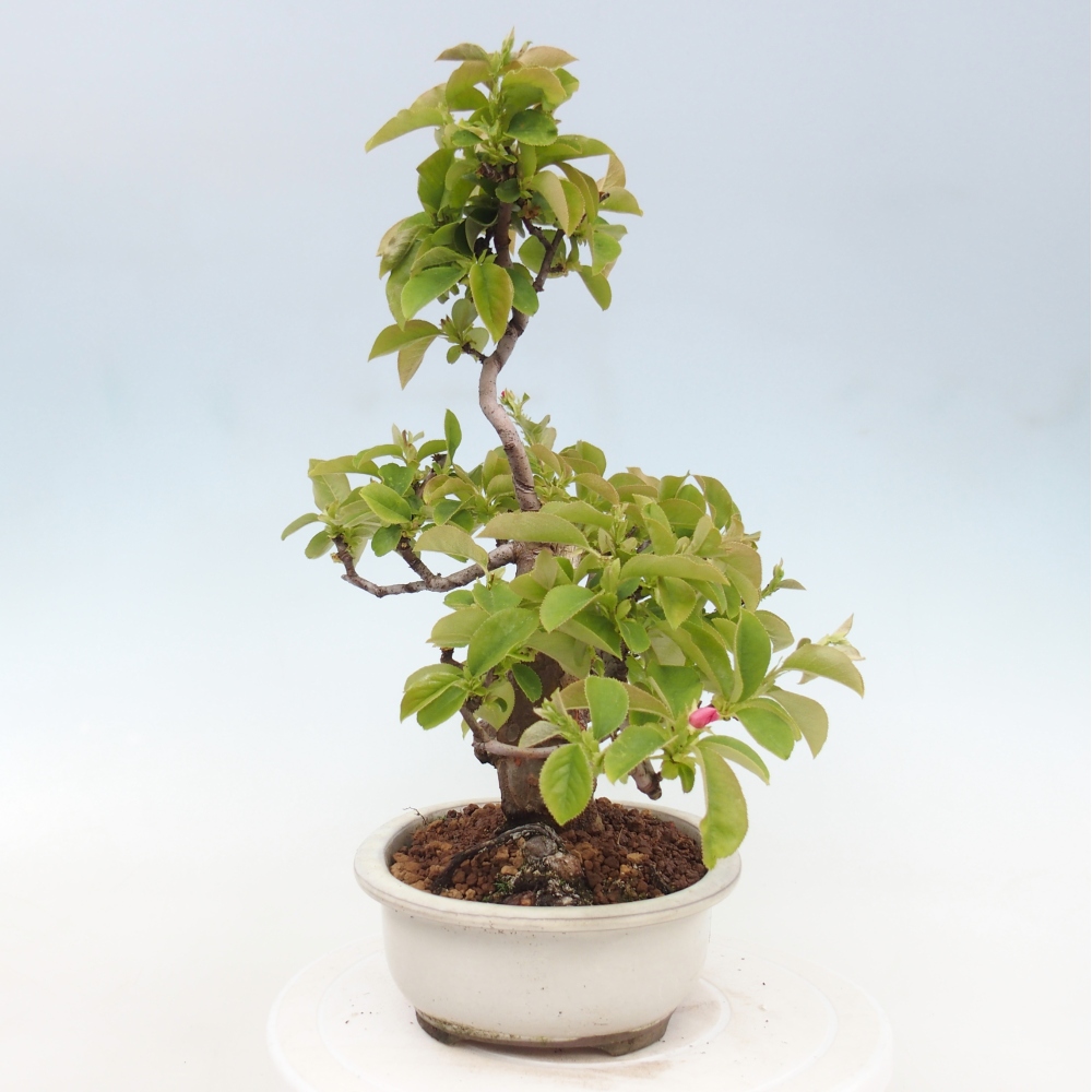 Bonsai voor buiten - Pseudocydonia sinensis - Chinese kweepeer