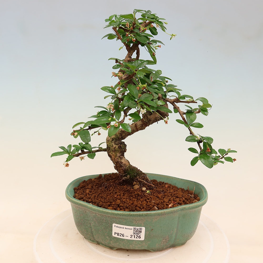 Kamerbonsai - Carmona macrophylla - Thee fuki