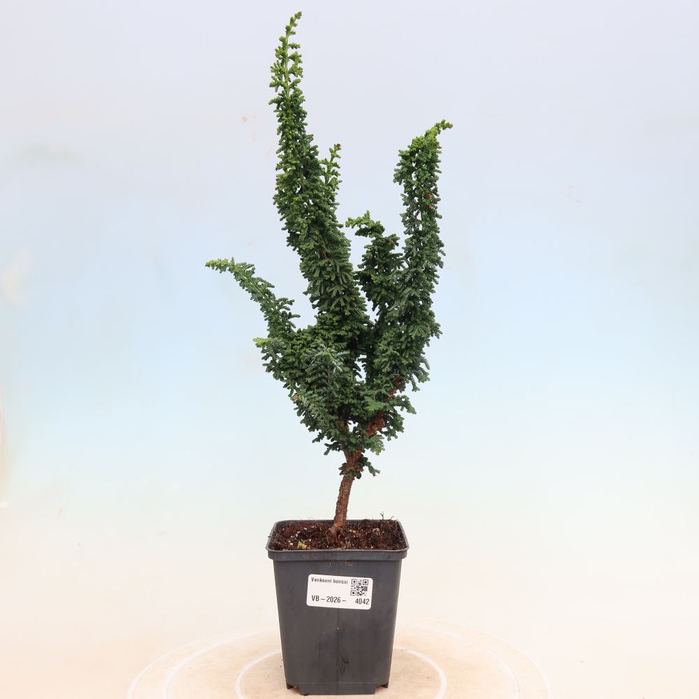 Bonsai voor buiten - Cham. obtusa SEKKA HINOKI - Cipres