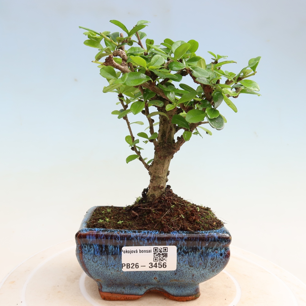 Kamerbonsai - Carmona macrophylla - Thee fuki