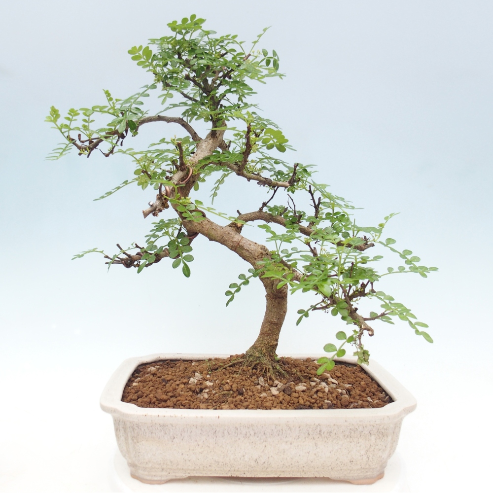 Kamerbonsai - Zantoxylum piperitum - peperboom