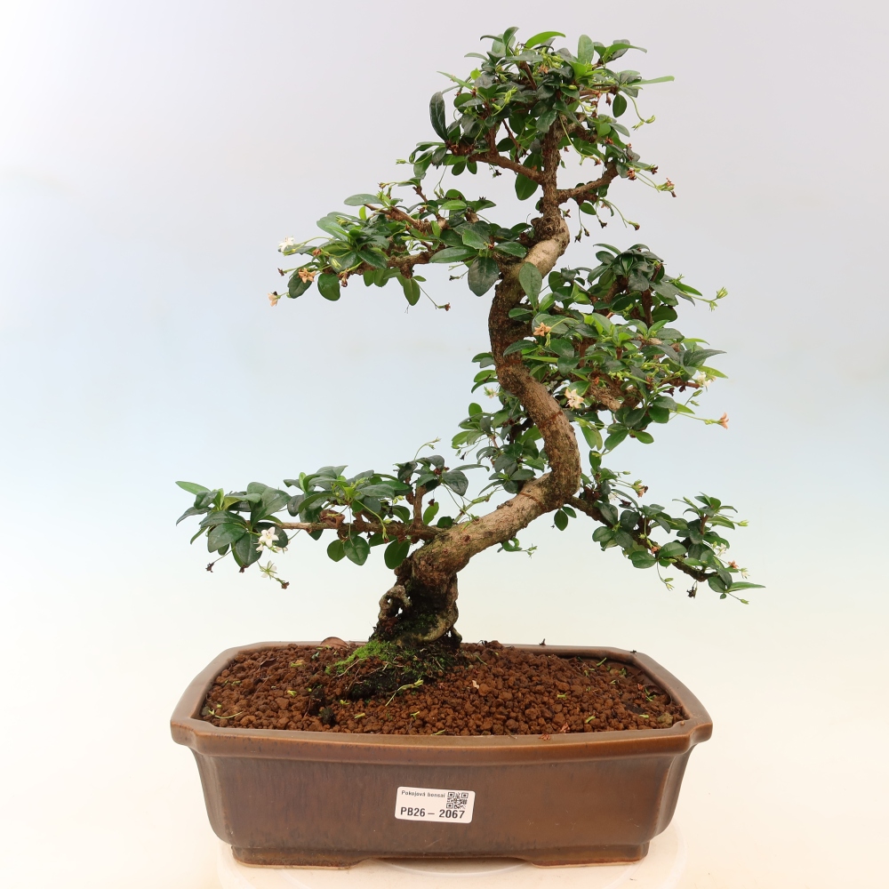 Kamerbonsai - Carmona macrophylla - Thee fuki