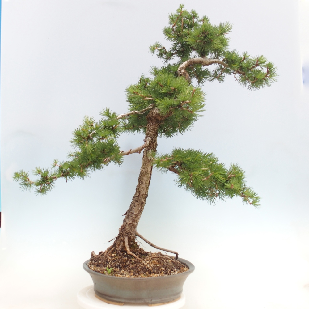 Bonsai voor buiten -Larix decidua - Lariks