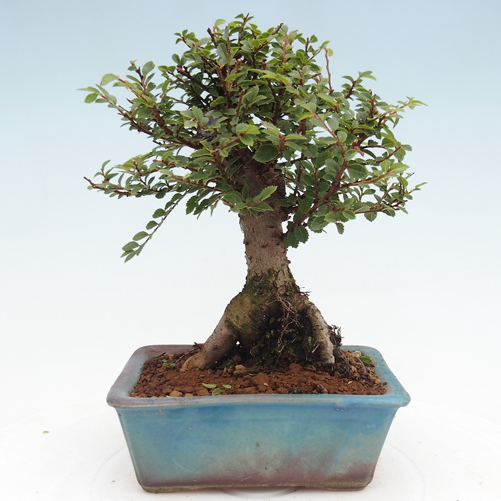 Bonsai voor buiten - Ulmus parvifolia Hokkaido - Chinese iep