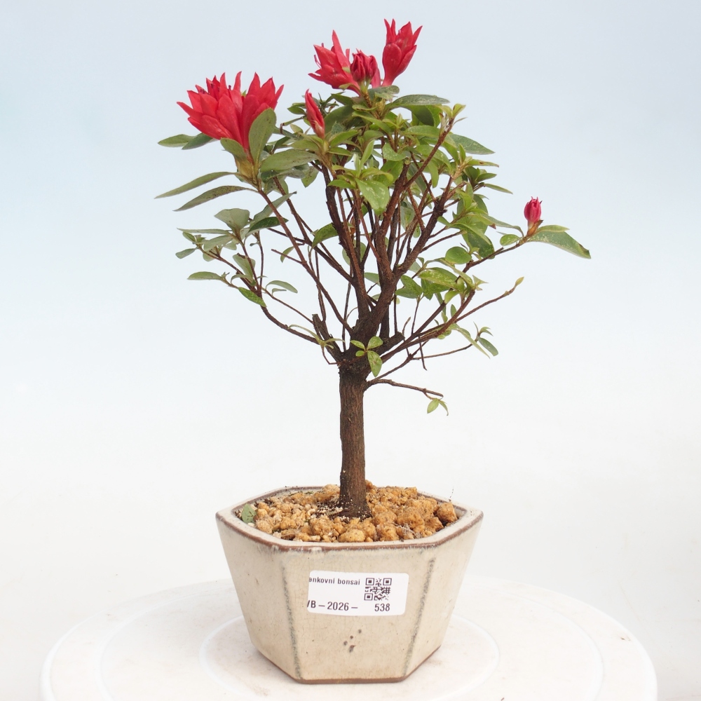 Bonsai voor buiten - Japanse azalea - Azalea sp.