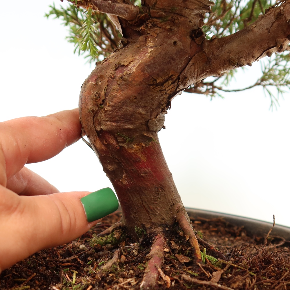 Bonsai voor buiten - Juniperus chinensis Itoigawa-Juniperus chinensis