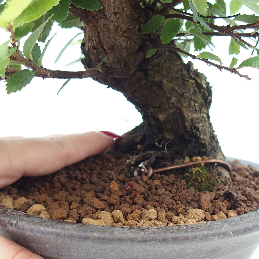Bonsai voor buiten - Zelkova - Zelkova NIRE