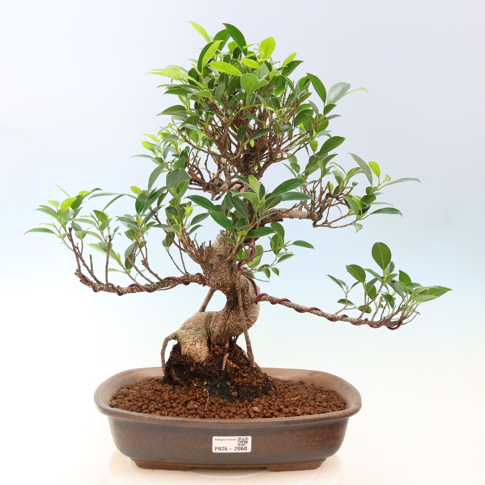 Kamerbonsai - Ficus kimmen - kleinbladige ficus