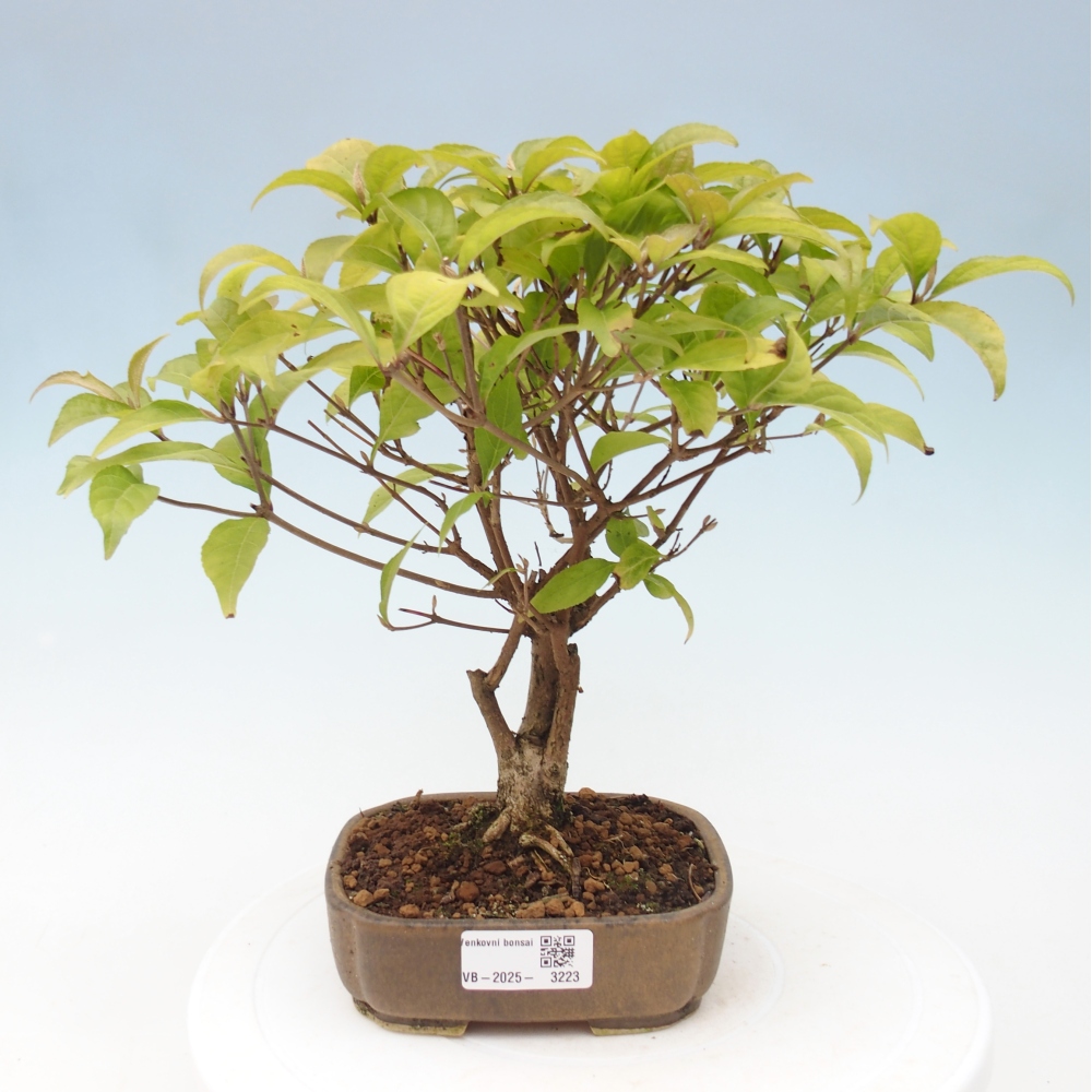 Bonsai voor buiten - Callicarpa japonica