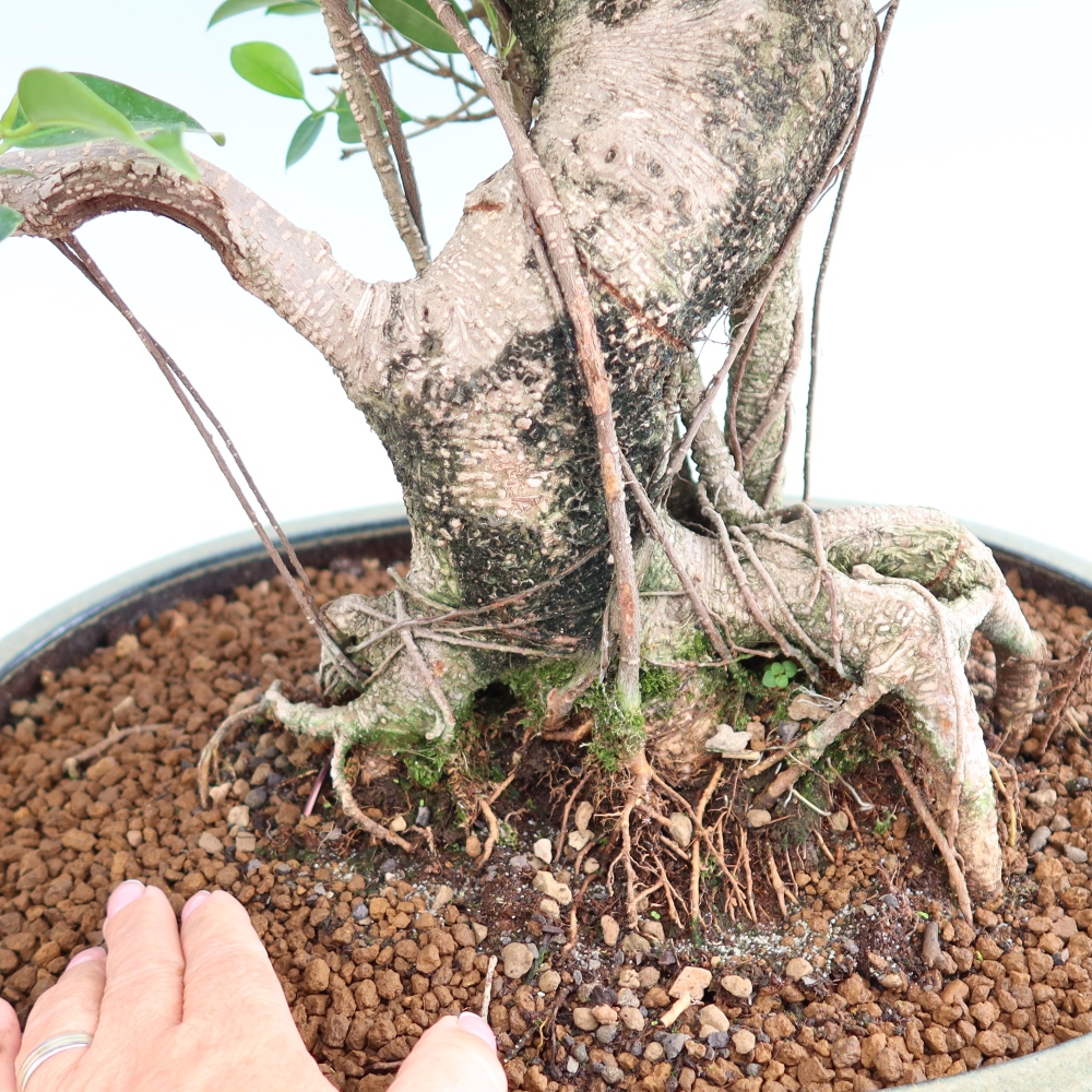 Kamerbonsai - Ficus kimmen - kleinbladige ficus
