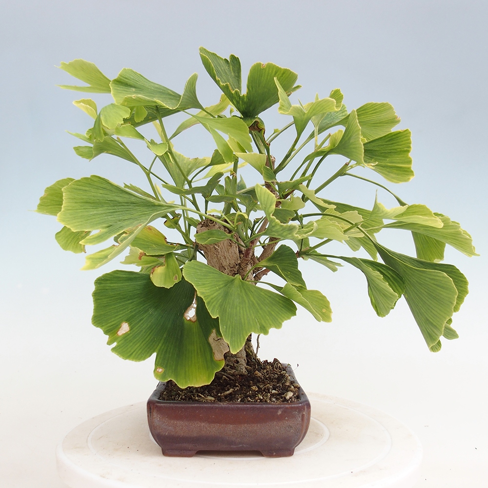 Bonsai voor buiten - Ginkgo biloba