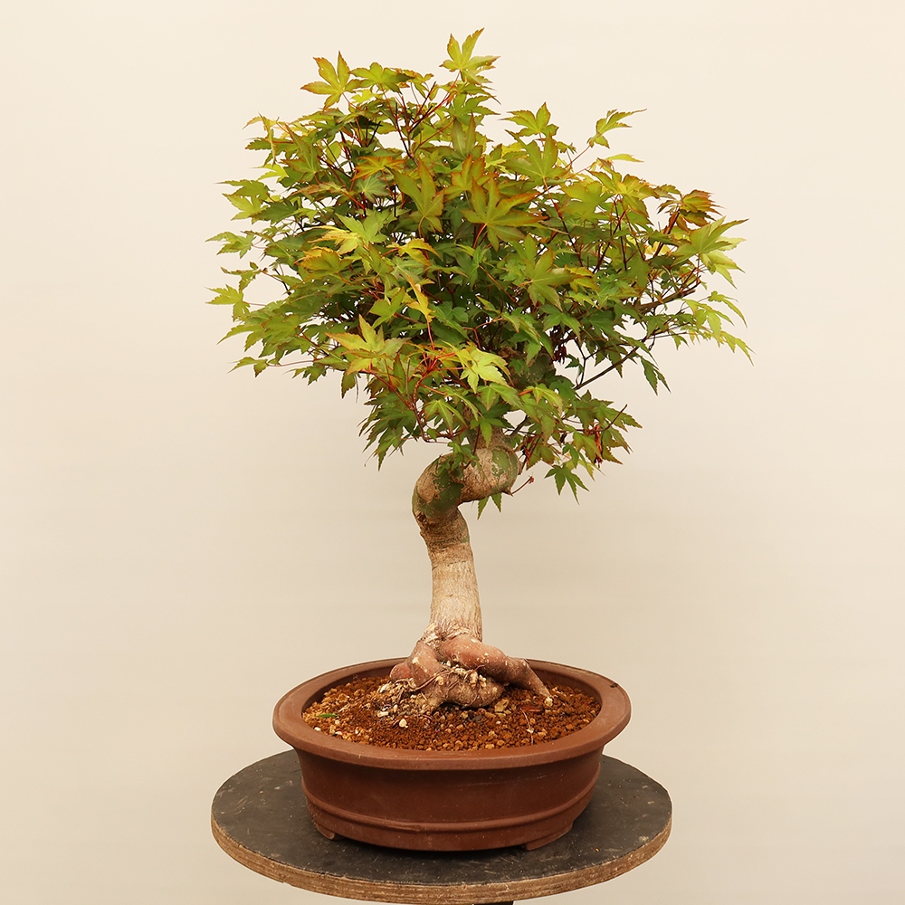 Bonsai voor buiten - Esdoorn palmatum - Palmen