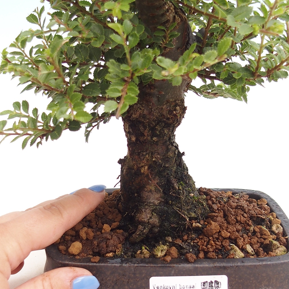 Bonsai voor buiten - Ulmus parvifolia Hokkaido - Chinese iep