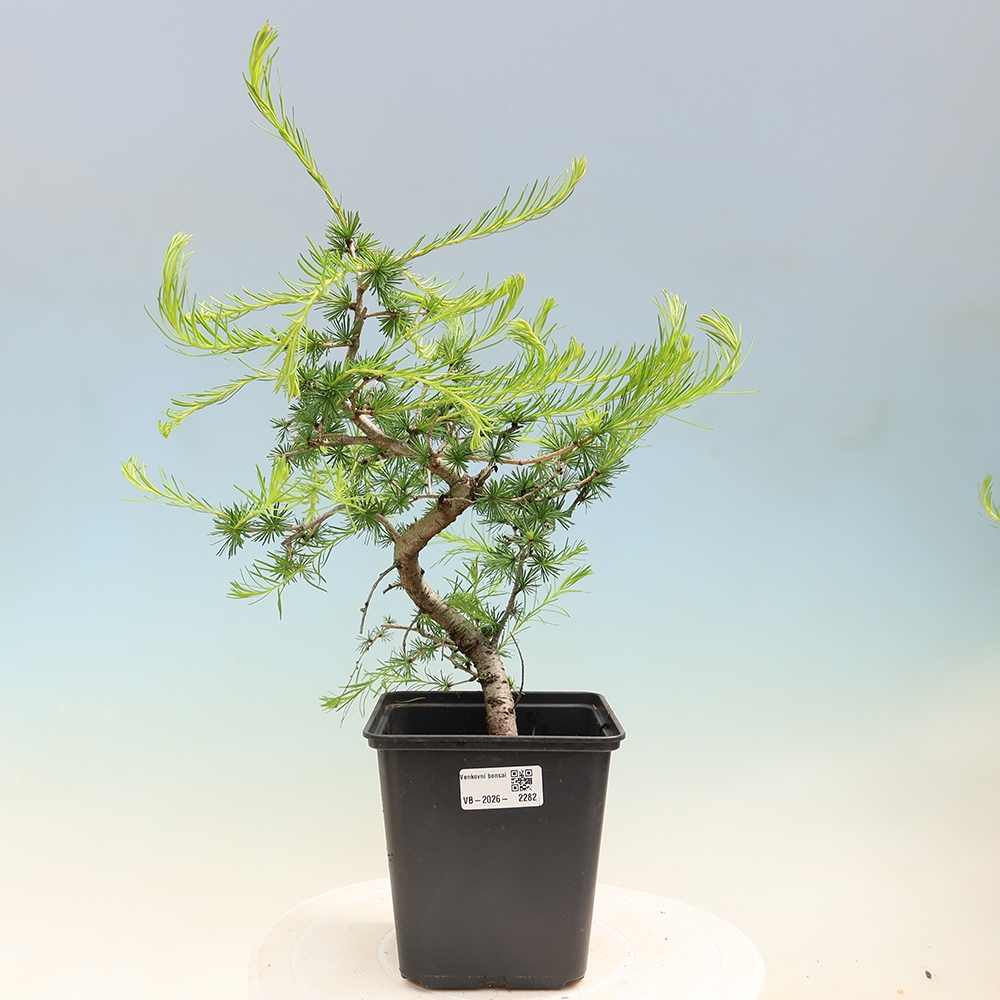 Bonsai voor buiten -Larix decidua - Lariks