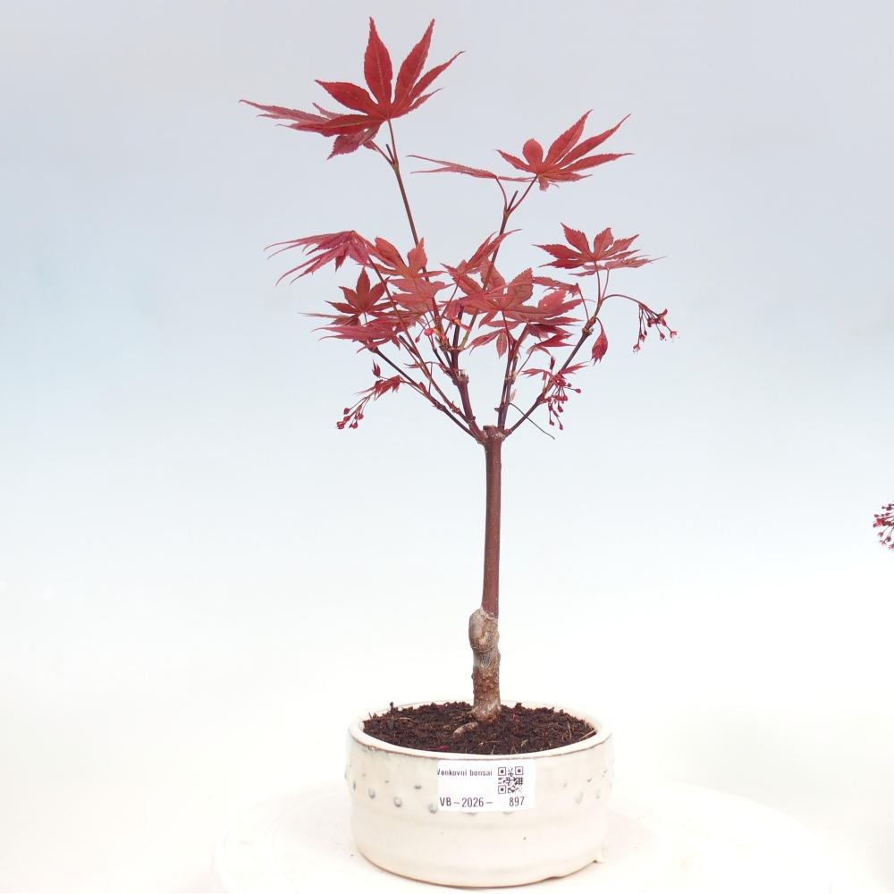 Bonsai voor buiten - Acer palm. Atropurpureum-Javorpalm