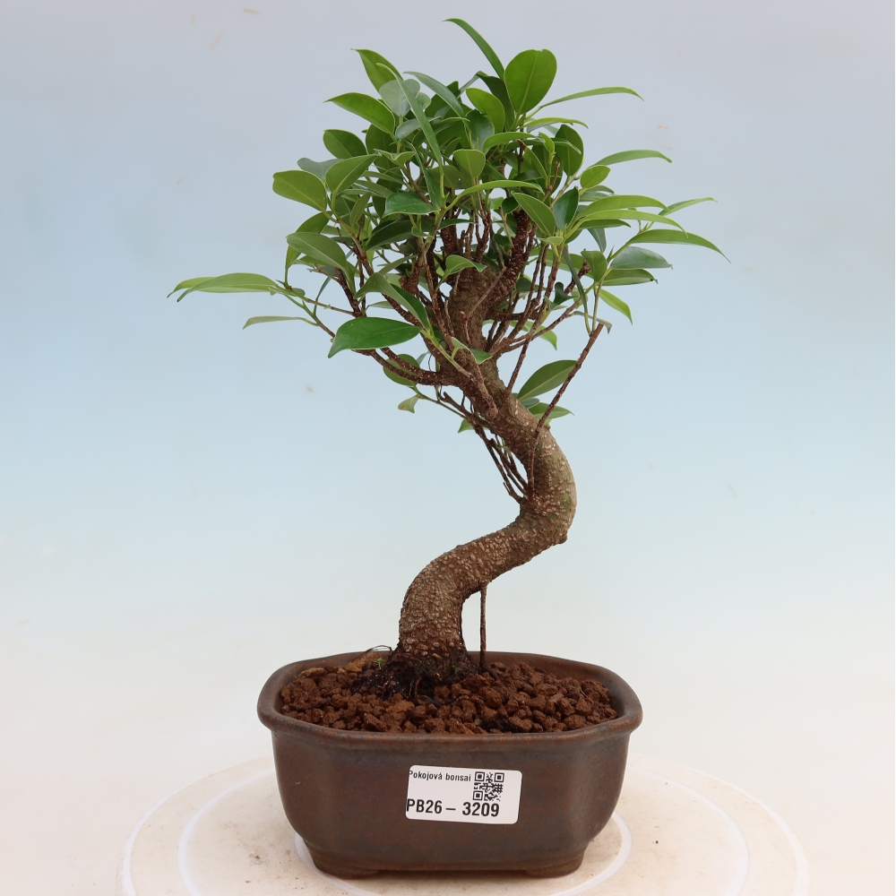 Kamerbonsai - Ficus kimmen - kleinbladige ficus