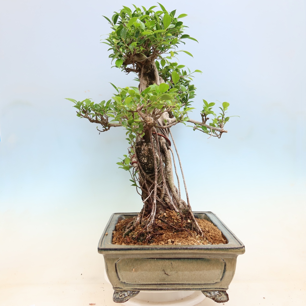 Kamerbonsai - Ficus kimmen - kleinbladige ficus