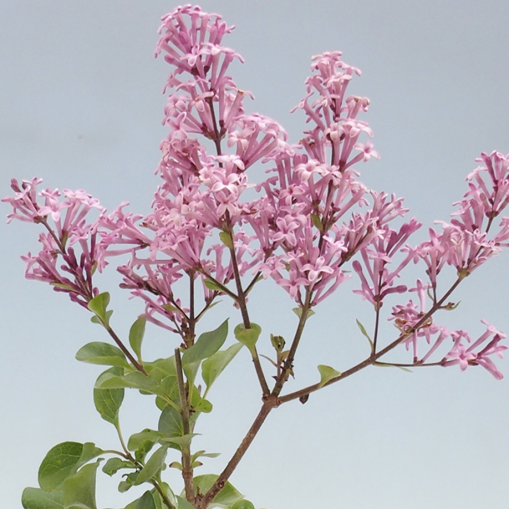 Bonsai voor buiten - Syringa microphylla - kleinbloemige sering