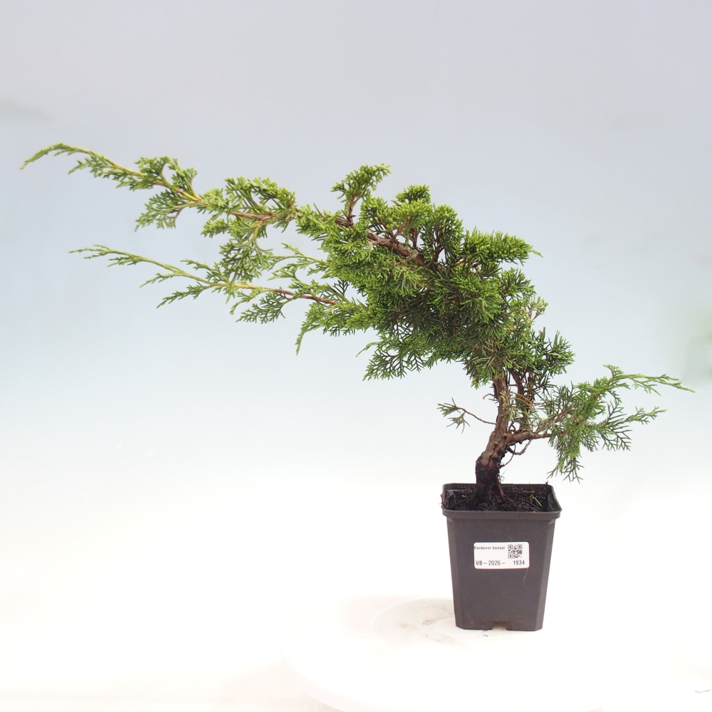 Bonsai voor buiten - Juniperus chinensis Itoigawa