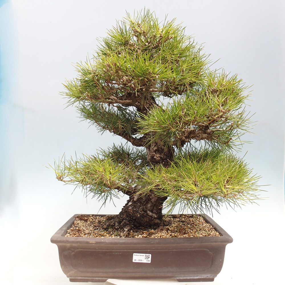 Bonsai voor buiten - Pinus thunbergii - Thunberg den