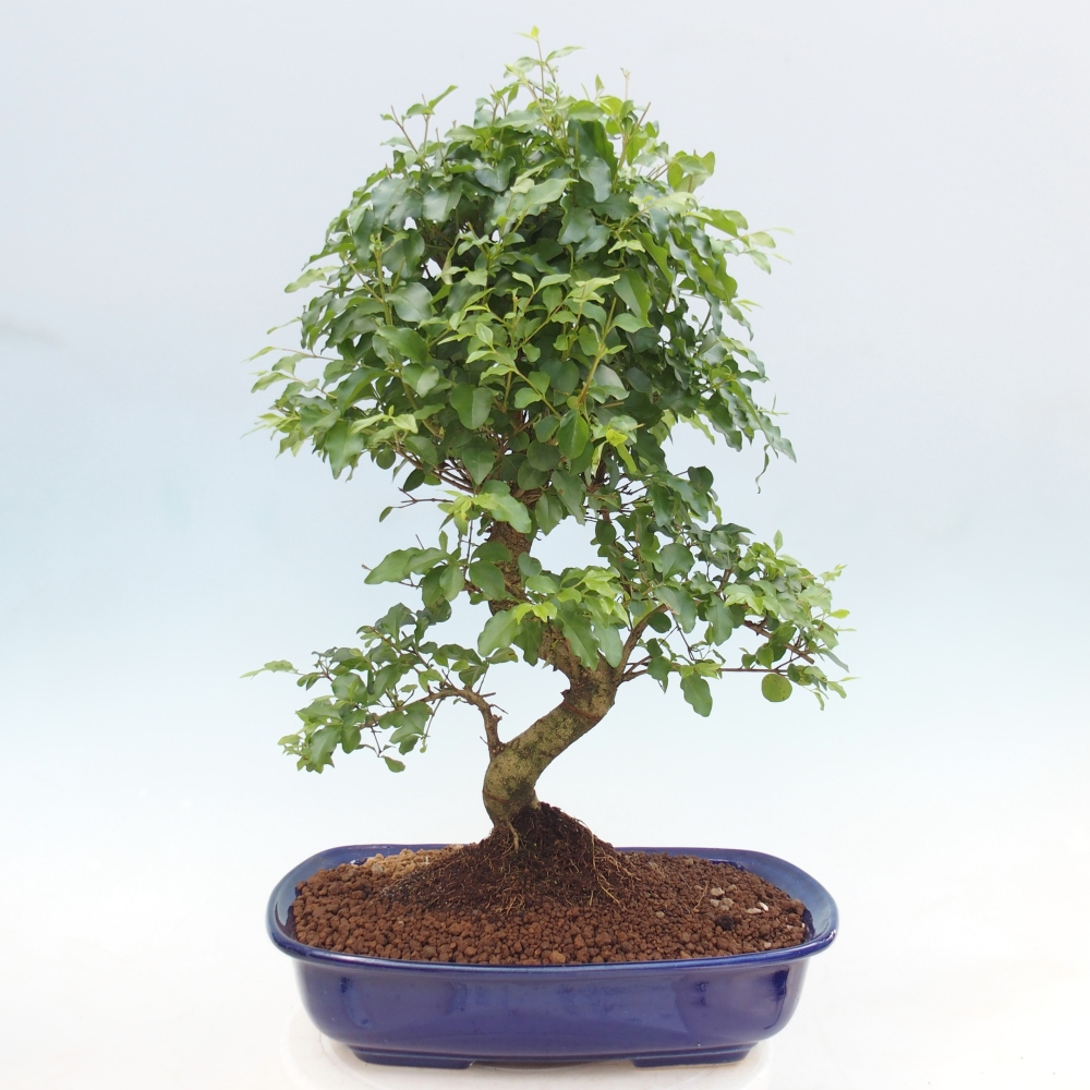 Kamerbonsai -Ligustrum chinensis - Vogelsnavel