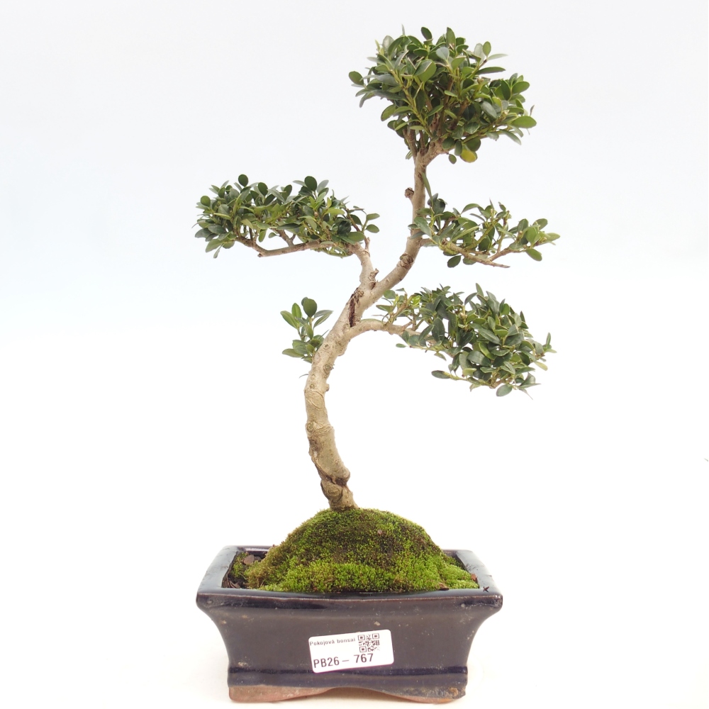 Kamerbonsai - Ilex crenata - Hulst