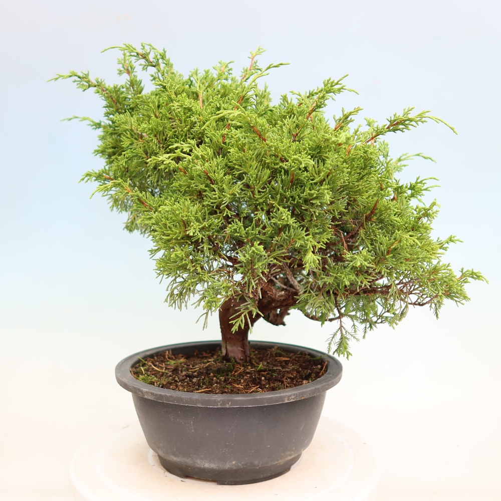 Bonsai voor buiten - Juniperus chinensis Itoigawa-Juniperus chinensis