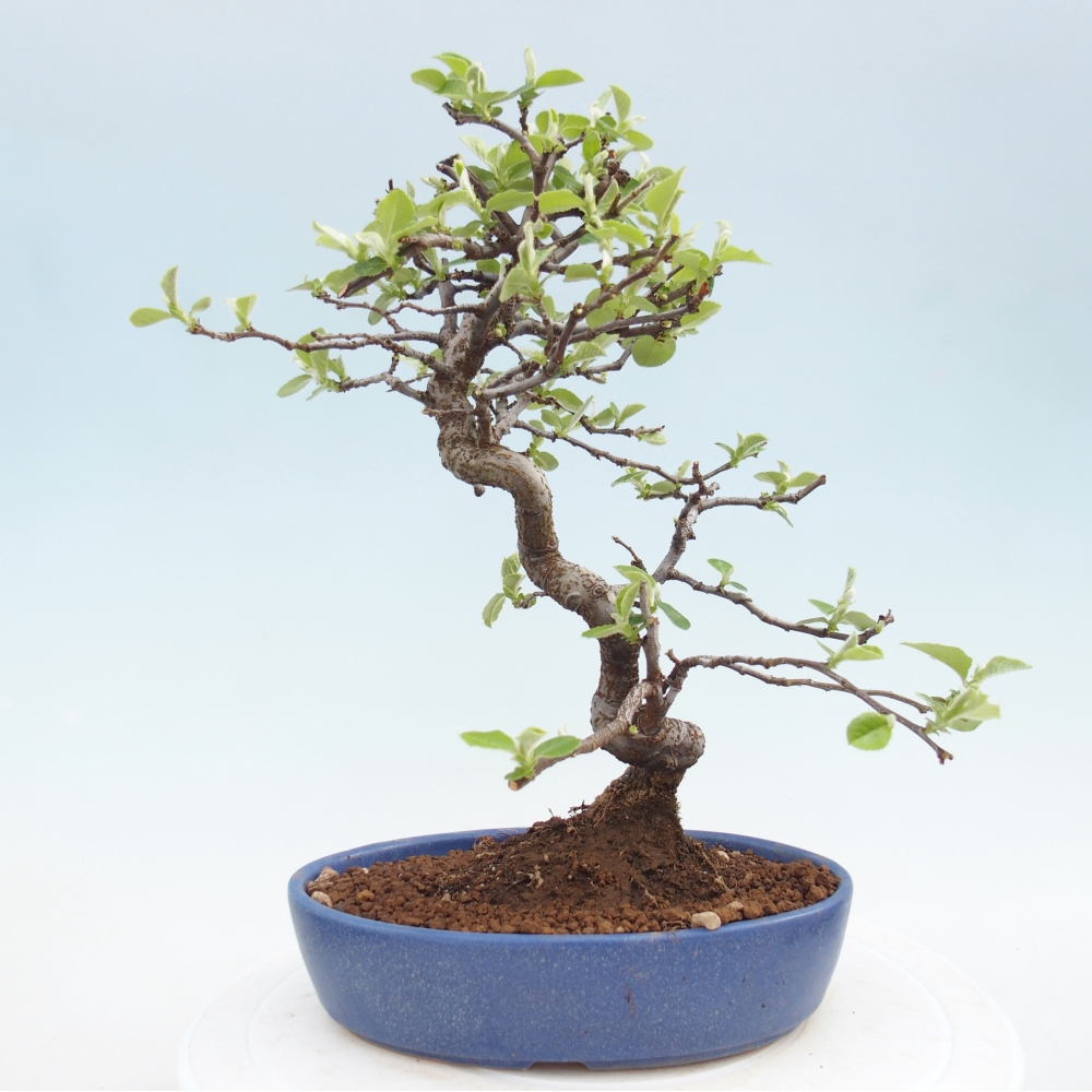 Bonsai voor buiten - Chaneomeles chinensis