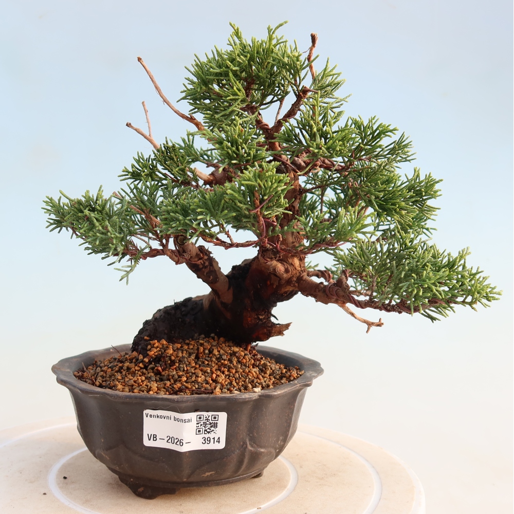 Bonsai voor buiten - Juniperus chinensis Itoigawa