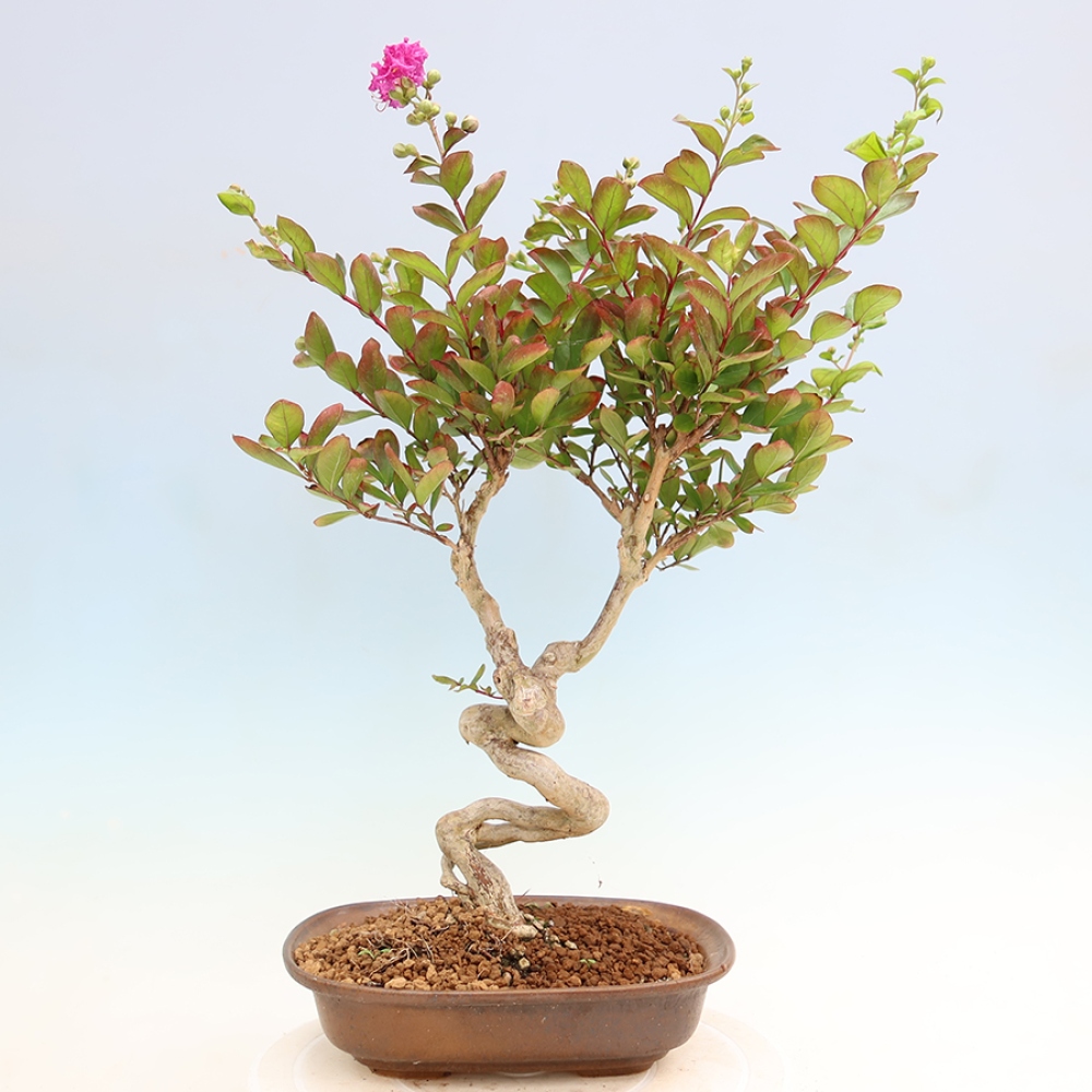 Kamerbonsai - Lagerstroemia indica - Indische seringenboom