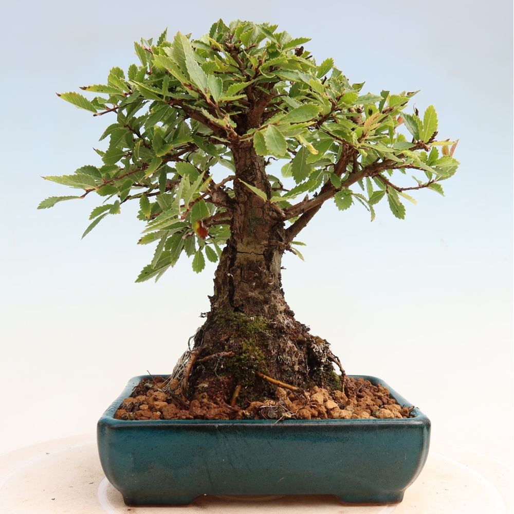 Bonsai voor buiten - Zelkova - Zelkova NIRE